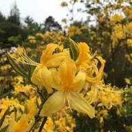 Yellow Azalea Flower Flower Seeds - Heirloom Non GMO High Germination Organic Garden Planting Seeds