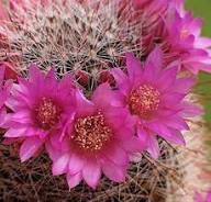 Pink Astrophytum Flower Seeds