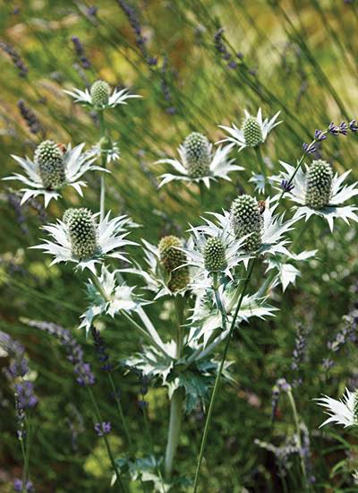Eryngium Flower