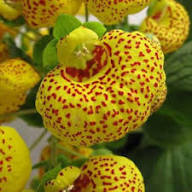 Yellow Giant Calceolaria Flower Flower Seeds - Heirloom Non GMO High Germination Organic Garden Planting Seeds