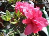 Pink Dombeya Flower Seeds - Heirloom, Non-GMO, High Germination Flower Seeds for Planting