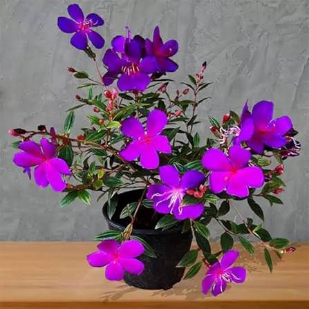 Tibouchina Flower Seeds