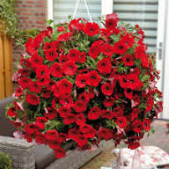 Red Calibrachoa Petunia Flower Seeds