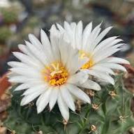 White Obregonia Denegrii Flower Flower Seeds - Heirloom Non GMO High Germination Organic Garden Planting Seeds