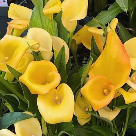 Yellow Bonsai Calla Lily Flower Seeds