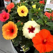 Mixed Hibiscus Flower Seeds – Heirloom, Non-GMO, High Germination Seeds