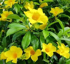 YELLOW DIPLADENIA Flower Seeds