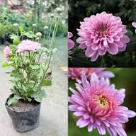Chrysanthemum Flower Seeds Planting and Growing Yellow - Heirloom Non GMO High Germination Garden Seeds for Planting