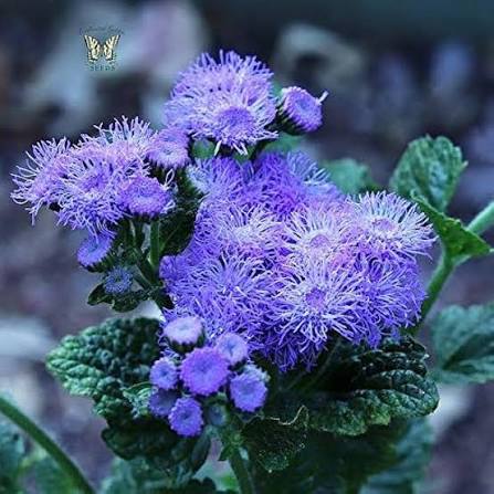 Purple Eupatorium Flower Seeds