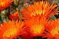 Orange Delosperma Flowers Seeds - Heirloom Non GMO High Germination Premium Flower Seeds for Home Garden
