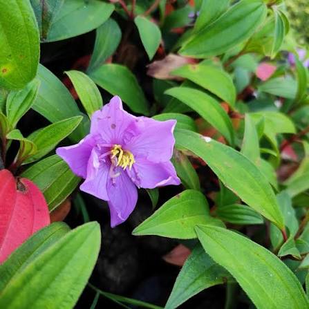 Pink Tibouchina Flower Seeds Heirloom Non GMO High Germination Organic Garden Seeds for Colorful Seeds for Planting -