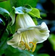 White Cobaea Flower Rare Blooming Plants for Planting Heirloom Non-GMO High Germination Organic Garden for Balcony an