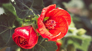 Mixed Lantern Hibiscus Flower Seeds – Heirloom, Non-GMO, High Germination Seeds