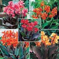 Mixed Canna Lily Flower Exotic Flowering Plants for Backyard Garden Beauty for Colorful for Planting Heirloom Non-GMO
