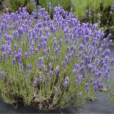 Lavandula Flower Seeds for Planting Heirloom Non-GMO High Germination Organic Garden Seeds Premium Floral - Heirloom