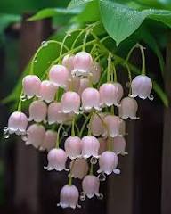 Lily The Valley Flower for Planting Heirloom Non-GMO High Germination Organic Garden for Outdoor Landscapes Seeds - He