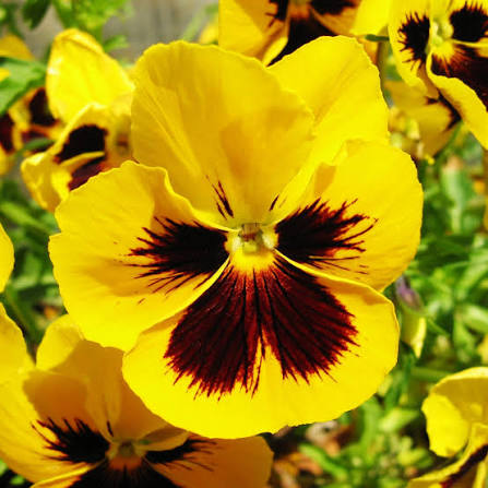 Pansy Flower Seeds Multi Colour - Heirloom Non GMO Premium Garden Seeds for Planting, High Germination Outdoor Plants