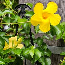 Yellow Dipladenia Flower Seeds