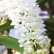 Phalaenopsis Orchids Flower Seeds
