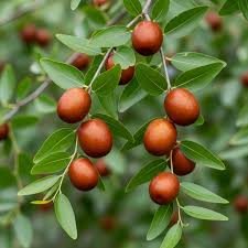 Brown Ziziphus Jujuba Fruit Growing Hardy And Unique Jujube Fruits Fruit Seeds