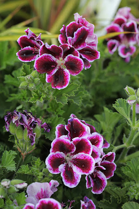 Pelargonium Flower Seeds for Planting - Heirloom Non GMO Premium Garden Seeds for Planting, High Germination Outdoor Pla