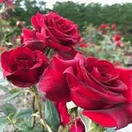 Red Rose Flower Seeds Heirloom Non-GMO High Germination Organic Garden Seeds for Colorful Seeds for Planting