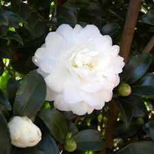 White Camellia Flower seeds