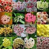 Mixed Hoya Flower Seeds