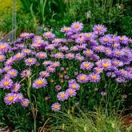 Purple Aster Flower Flower Seeds - Heirloom Non GMO High Germination Organic Garden Planting Seeds
