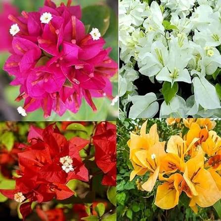 Red White Bougainvillea Flower