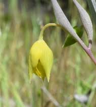 White Calochortus Flower Seeds - Heirloom, Non-GMO, High Germination Flower Seeds for Planting