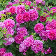 PINK AUSTIN ROSE FLOWER SEEDS HEIRLOOM NON-GMO HIGH GERMINATION ORGANIC GARDEN SEEDS FOR PLANTING Seeds - Heirloom Non G
