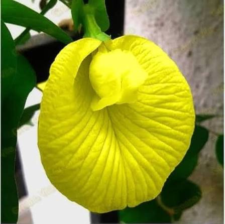 Yellow Sweet Pea Flower Seeds