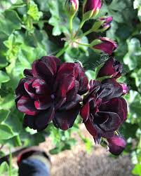 Maroon Geranium Flower Seeds