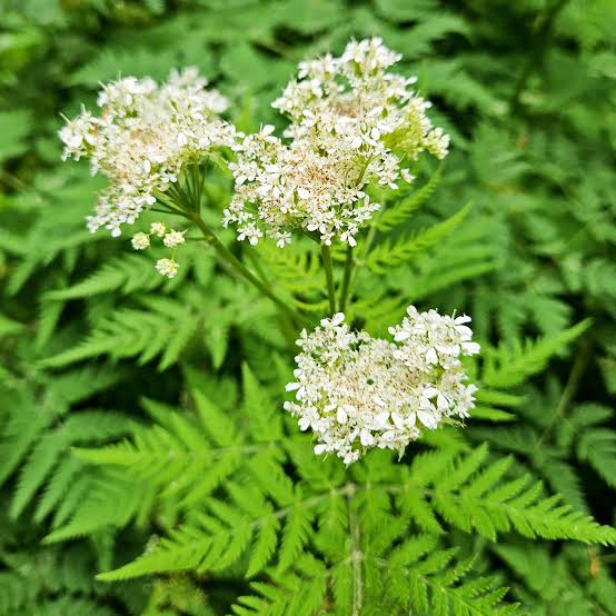 White Cicely Flower Seeds