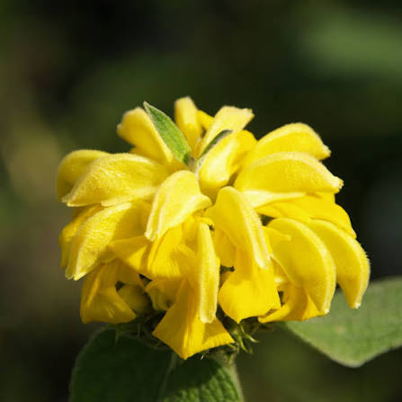 Yellow Phlomis Fruticosa Flower Seeds