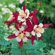 Red Giant Aquilegia Flower Seeds White Heirloom Non - Heirloom Non GMO High Germination Flower Seeds for Organic Home Ga