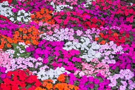 Mixed Impatiens Flower Seeds Exotic Flowering Plants Heirloom Non-GMO High Germination Organic Garden Seeds - Heirloom N