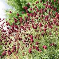 Maroon Organic Sanguisorba Flower Seeds Heirloom Non GMO High Germination Organic Garden Seeds Seeds for Planting - Heir