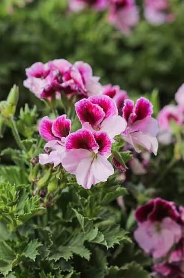 Pelargonium Geranium Flower Seeds for - Heirloom Non GMO Premium Garden Seeds for Planting, High Germination Outdoor Pla