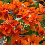 Orange Bougainvillea Flower Seeds Premium Floral Seeds Decorative Outdoor Landscapes
