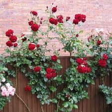 Red Rose Flower Seeds Heirloom Non GMO High Germination Organic Garden Seeds for Colorful Landscape Seeds for Planting -