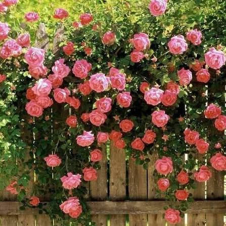 Pink Light Clematis Flower Seeds