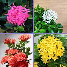 Mixed Ixora Flower Seeds