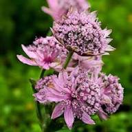 Pink Astrantia Flower Flower Seeds - Heirloom Non GMO High Germination Organic Garden Planting Seeds