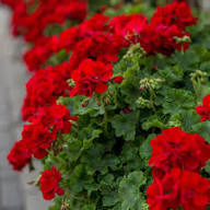 Red Climbing Geranium Light Fresh Planting Vining Blooms Flower Seeds for Planting Heirloom Non-GMO High Germination