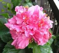 Red Pink Hibiscus Flower Seeds