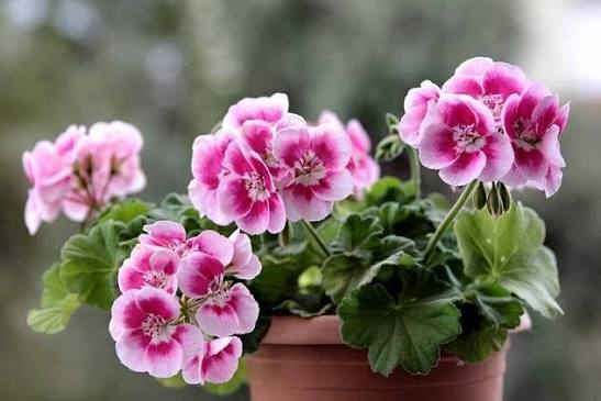 Pelargonium Geranium Flower Seeds