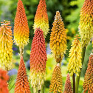 Mixed Kniphofia Flower Seeds