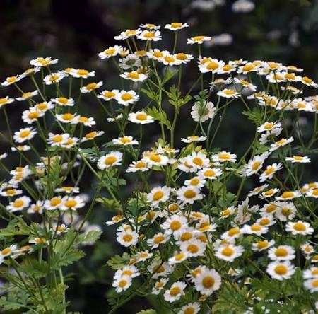 White Pyrethrum Daisy Flower Seeds